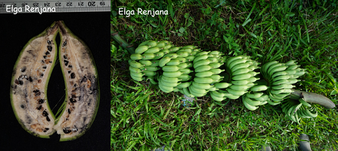 A stem with 5 distinct whorls of green wild bananas lying on grass. An inset image shows a longitudinal dissection of the inside of a wild banana with each side have two rows of seeds. The fruit is arched.
