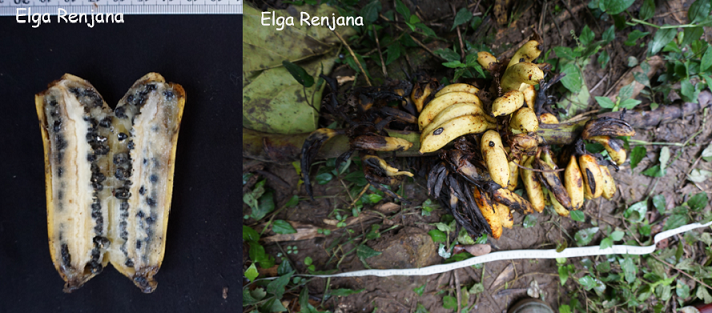 A stem from a wild banana plant lying on the forest floor. The stem has many dark yellow bananas with brown spots and overripe black bananas on. A inset image shows a longitudinal cross section of an individual banana. The banana is relatively straight with a curved tip. Each half has two rows of small black seeds amongst the flesh.