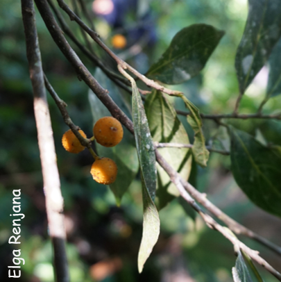 Three round orange fruits coming off a branch. The branch is alongside others with entire simple leaves.