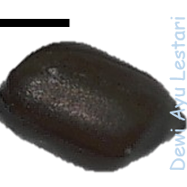 A dark brown smooth cylinder shaped seed