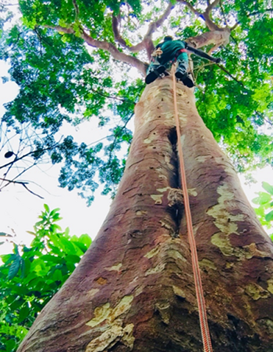 Looking up the trunk of a tall tree into the canopy with a tree climber over half way up the trunk