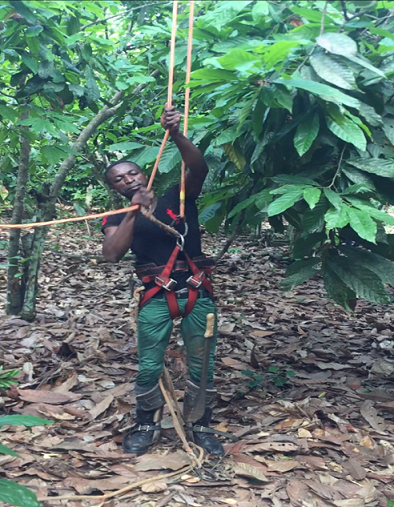 A tree climber on the forest floor wearing a climbing harness and attached to ropes via carabiners