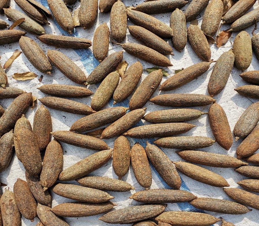 A selection of large oval shaped seeds laid out on a sheet. They are dark brown in colour