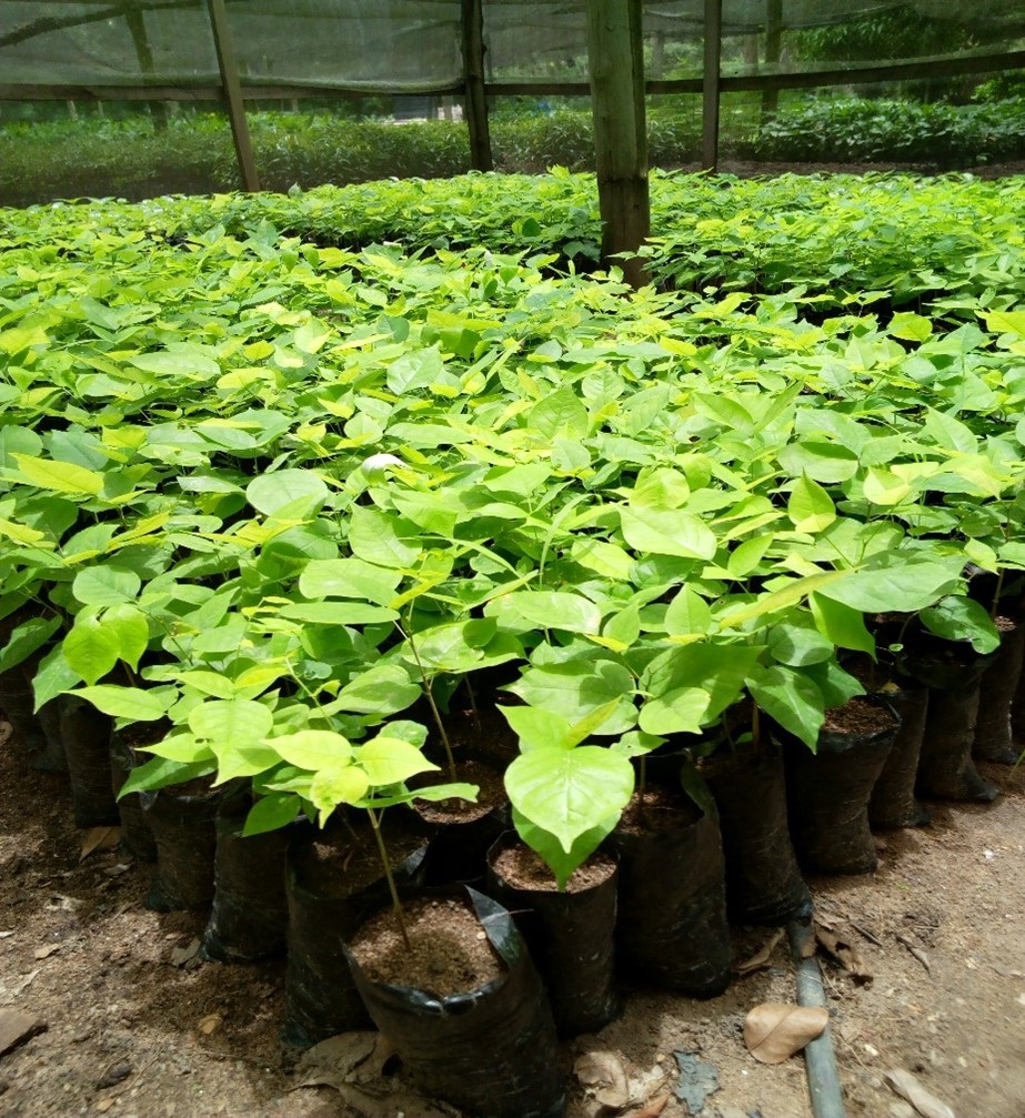 Many rows of saplings growing in individuals pots, at least 8 deep in a row. The saplings have their first few leaves