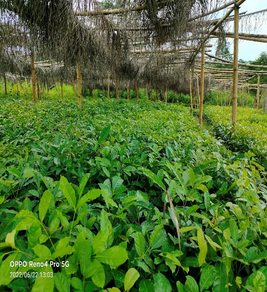A dense nursery bed of seedlings. The seedlings all have pinnate leaves and are covered by a bamboo shade structure.