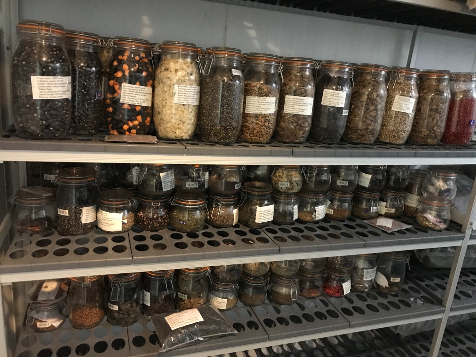 A metal shelving unit housing rows of kilner jars of different sizes each full of seeds and labelled. The seeds are a wide range of colours and shapes.