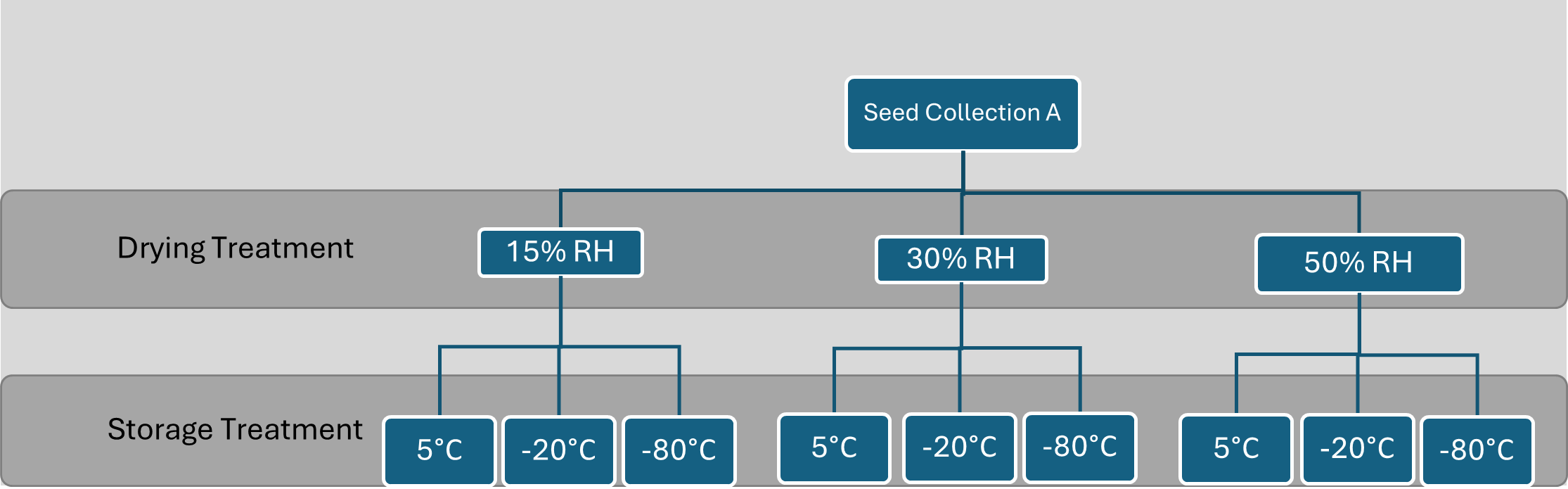 A flow diagram showing Seed Collection A at the top. Below seed Collection A, three boxes come off: 15 percent RH, 30 percent RH and 50 percent RH. From each of these three boxes three additional boxes come off them of 5 degrees C, -20 degrees C and -80 degrees C.