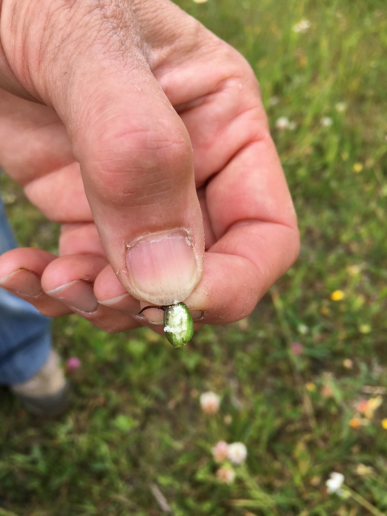 A hand pinching the end of a small green orchid seed pod between their thumb and forefinger. The orchid pod has been cut open and is white inside.