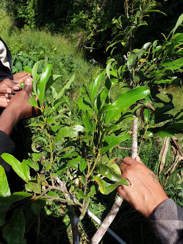 Hands holding a branch of Cryptocarya with abundant lush green leaves. The leaves are lanceolate and recurve slightly towards the tip.