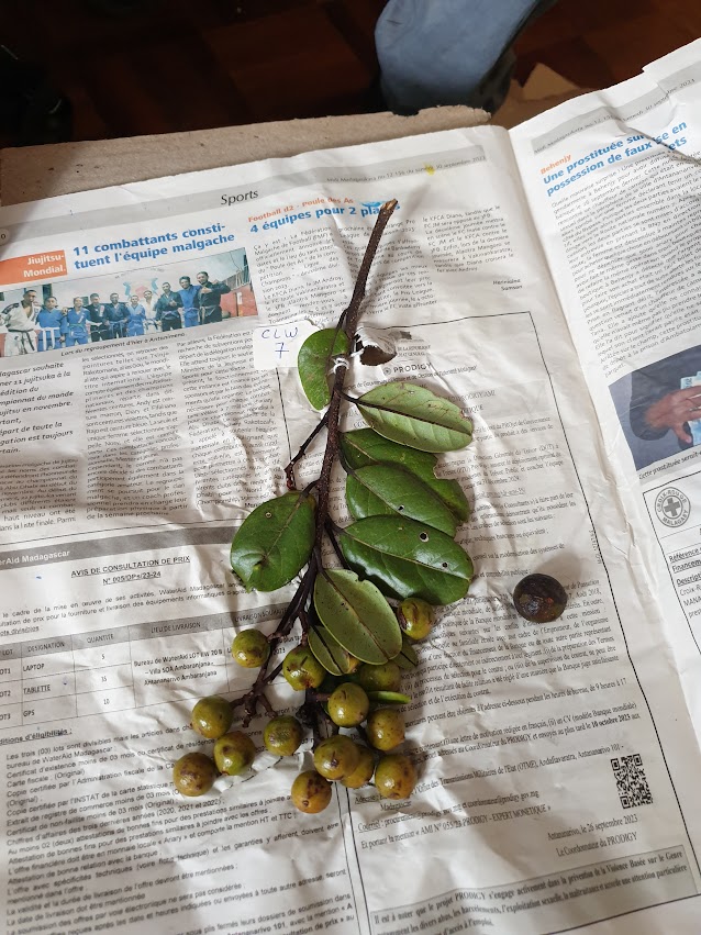 A branch of Cryptocarya with leaves and green fruits laid out as herbarium specimen on newspaper labelled 'CLW 7'