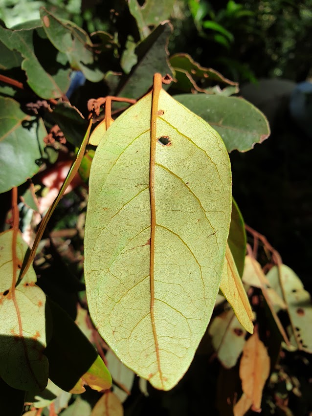 The underside of a Cryptocarya leaf, elongated and ovular, displaying distinct dark green/yellow veins