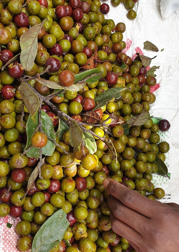 Close-up of a pile of small round Cryptocarya fruits being sorted by hand, the fruits vary in colour from olive gree to a deep red.