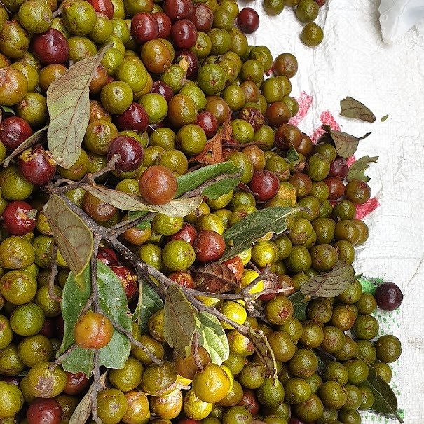 Close-up of a pile of small round Cryptocarya fruits being sorted by hand, the fruits vary in colour from olive green to a deep red