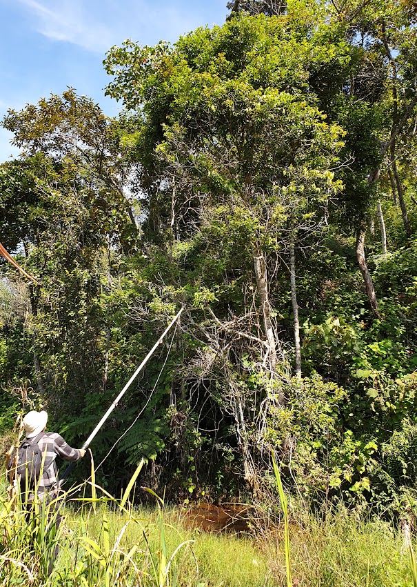 A man stood at the edge of a group of trees. He is holding a pole pruner up into the canopy of the tree