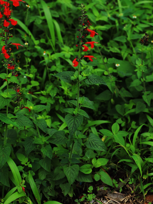 A single stemmed plant with sets of opposite cordate leaves with slightly serrate leaves. The plant has a terminal spike infloresence with wholrs of red flowers and buds.