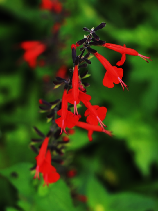 The spike of a Salvia plant, whorls of red zygomorphic flowers. Each red flower has a long tubular fused corolla with stamens and the style protruding from the flower.