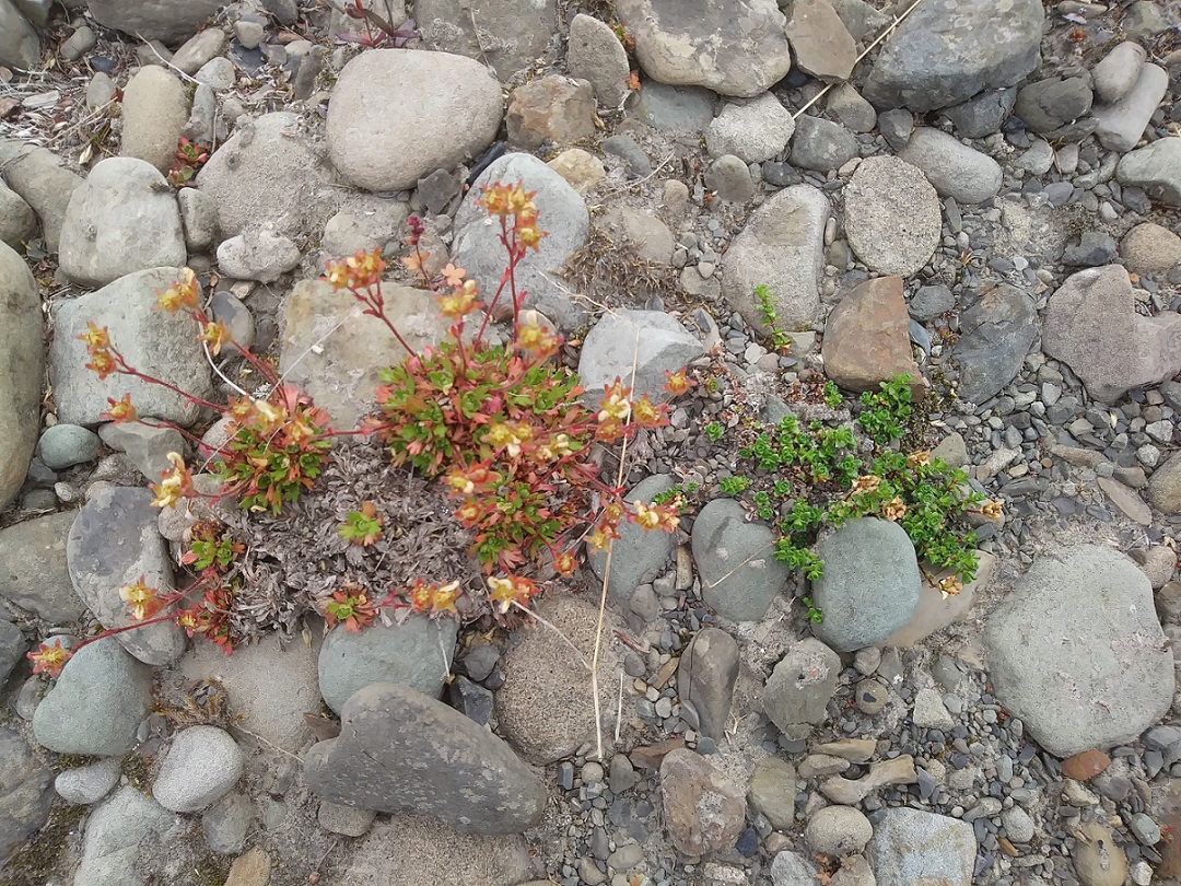 Rocky ground substrate with two different small plants, the one on the left has lighter green leaves and fruiting stems a couple of centimetres tall. The one on the right has brighter green leaves and the fruiting stems are much closer to the ground.