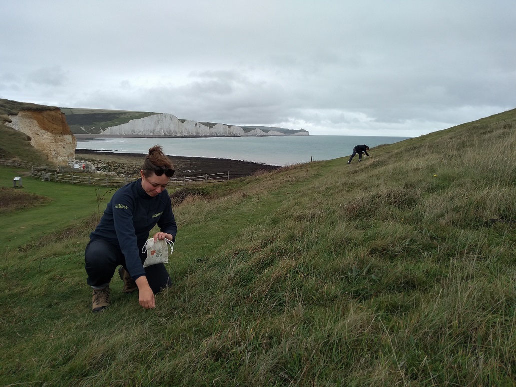 Jenny holding a cloth seed collecting bag kneeling down a grassy slope. In the background is the sea and the Seven Sisters.