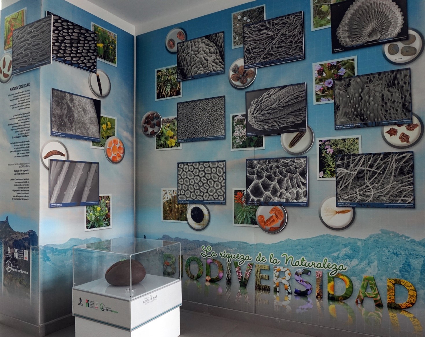 A wall of the exhibition with the phrase La rigueza de la Naturaleza biodiversidad. The wall is covered in pictures of different species seeds at different scales, from on the plant to the individual seeds and then the seeds photographed under an SEM microscope. Infront of the display panel is a glass cabinet with a double coconut in.