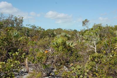 Dune Thicket vegetation, Middle Caicos Island