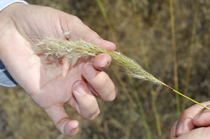 A hand collecting seeds from a grass stalk